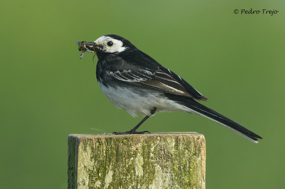 Lavandera blanca (Motacilla yarrellii)